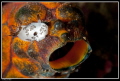   juvenile Jorunna sea squirt... squirt  